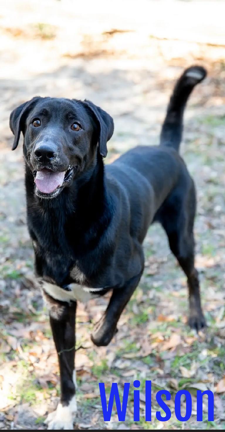 Enlarge Wilson, a Adopted mixed breed in Cantonment, FL image 1/5