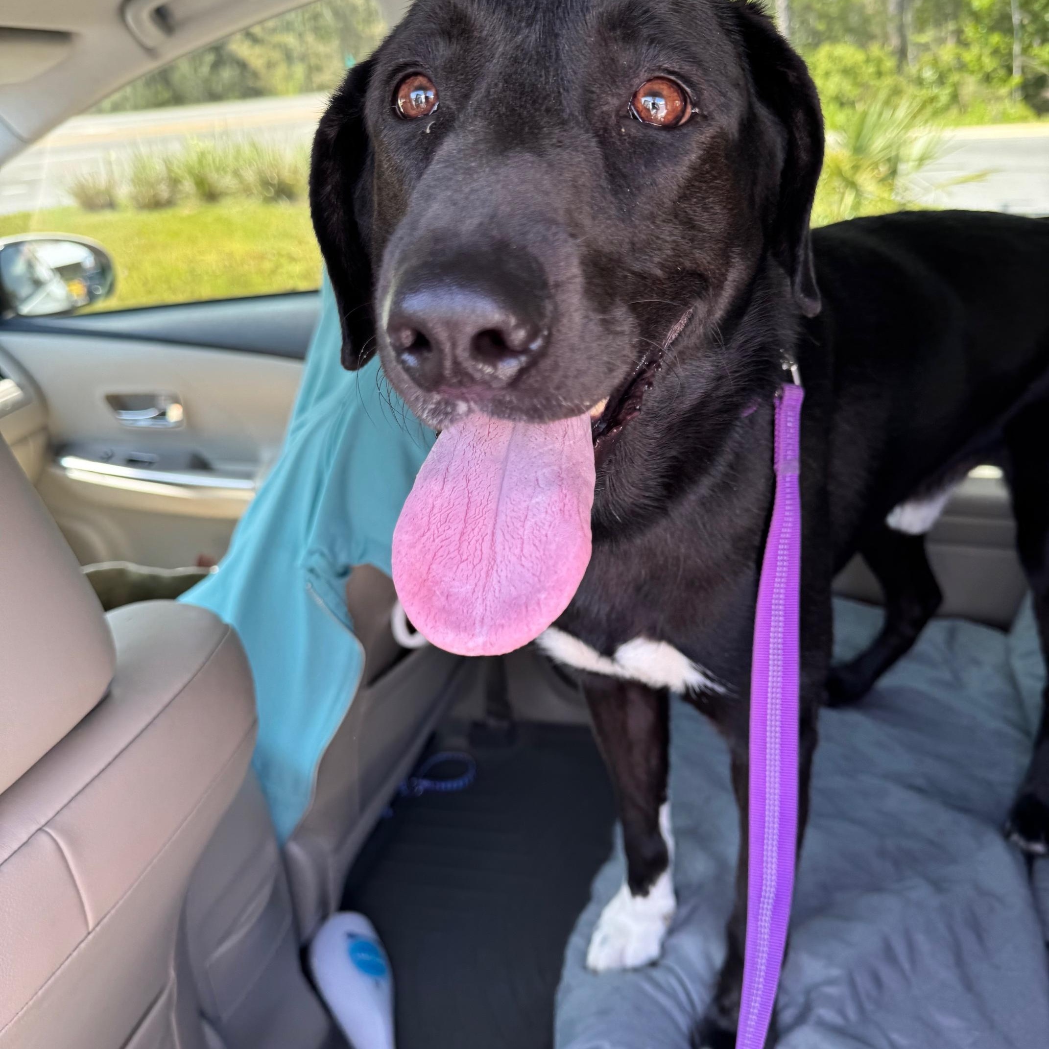 Enlarge Wilson, a Adopted mixed breed in Cantonment, FL image 2/5