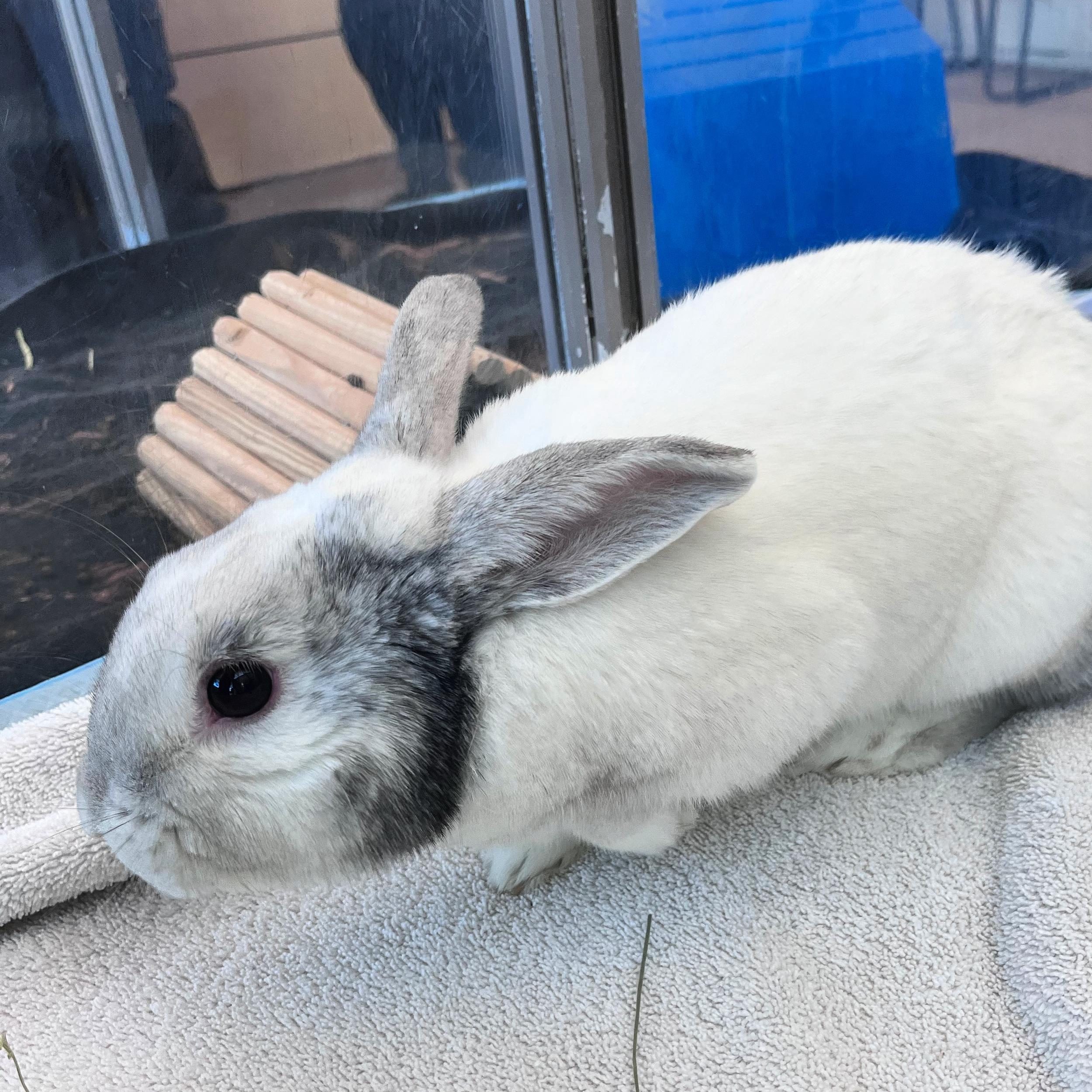 Bun Bun, ADOPTABLE, Young Male Bunny Rabbit.