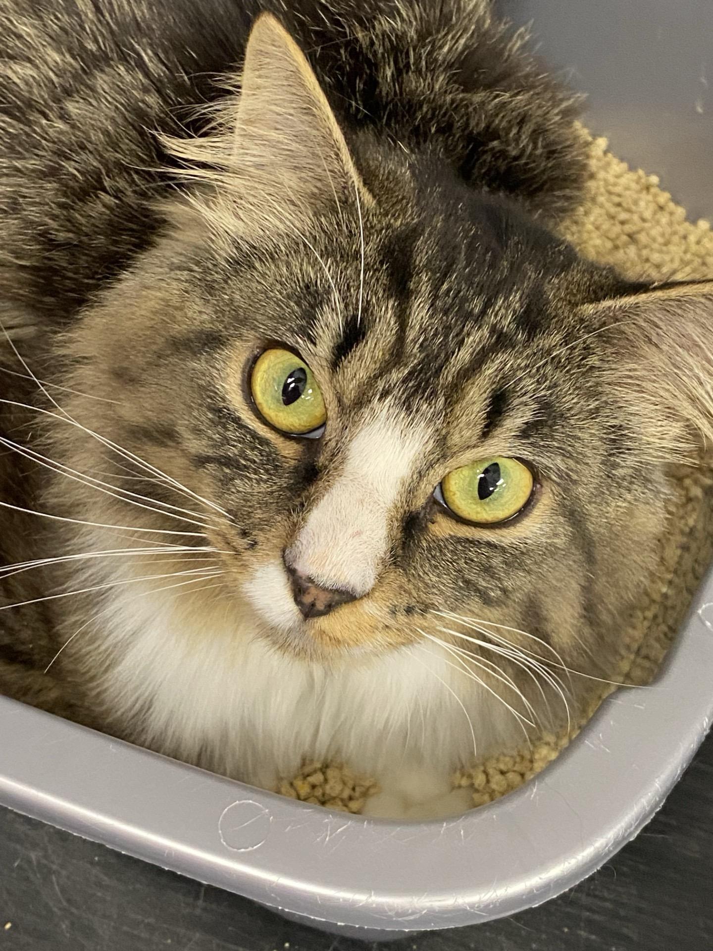 Enlarge Benji, a Adoptable mixed breed in New Canaan, CT image 1/1