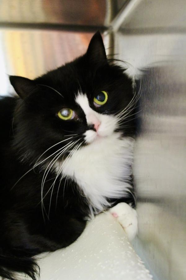 Nani, Adoptable, Adult Female Domestic Long Hair.