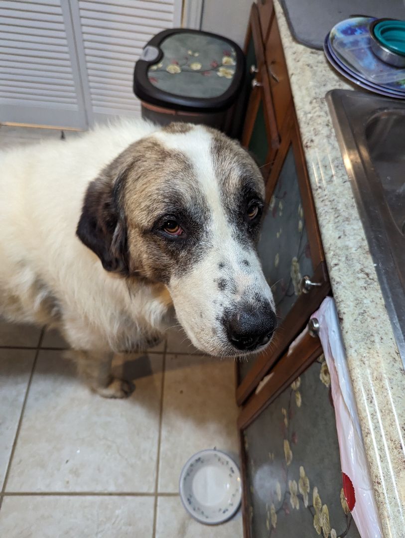 Tank, Adopted, Senior Male Great Pyrenees & Saint Bernard.