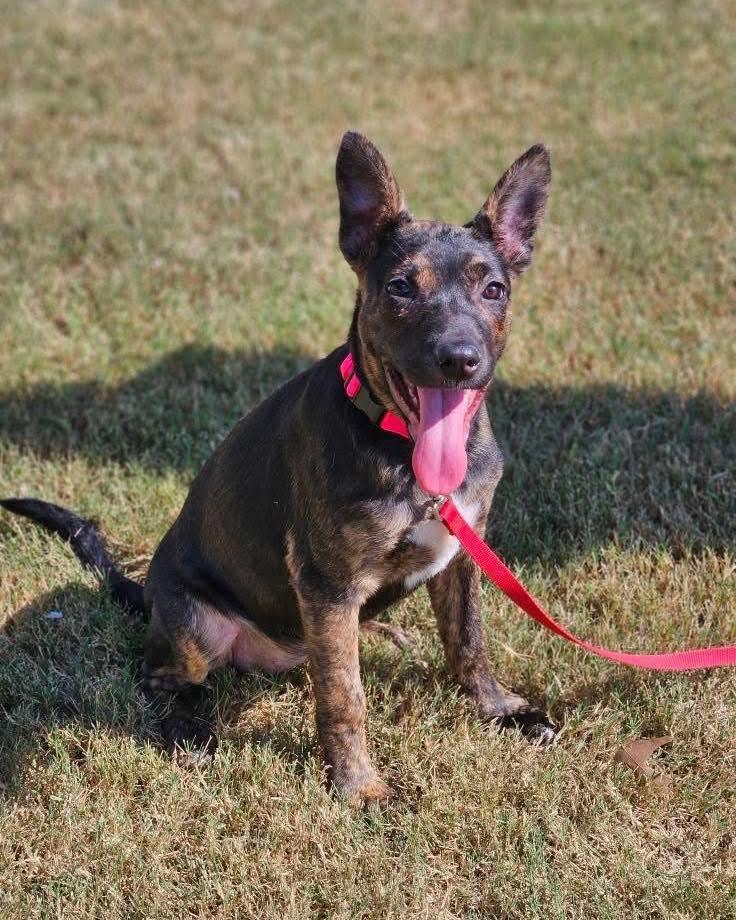 Sosie, a Adoptable mixed breed in Broken Arrow, OK image 1/5