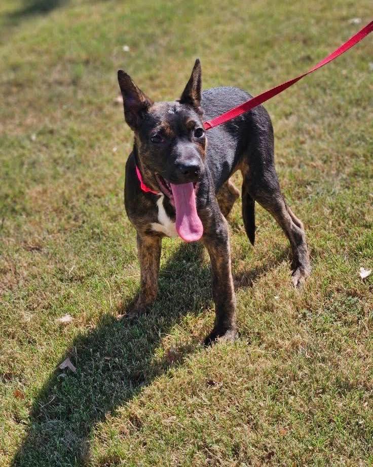 Sosie, a Adoptable mixed breed in Broken Arrow, OK image 2/5