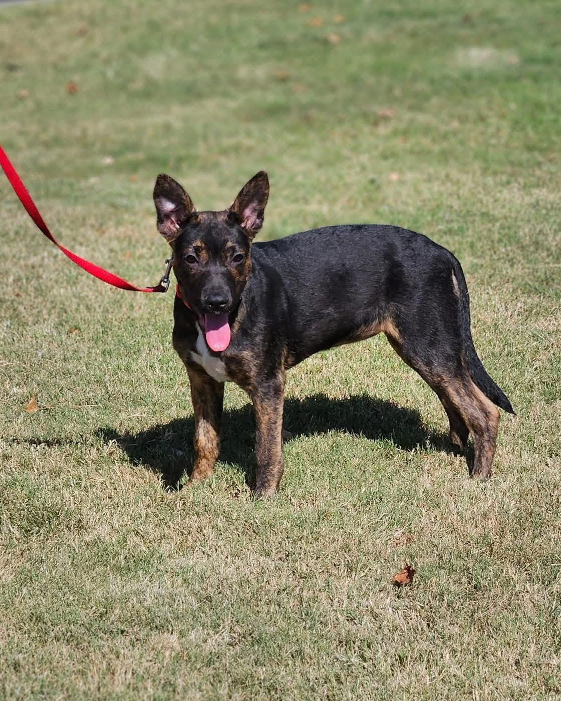 Sosie, a Adoptable mixed breed in Broken Arrow, OK image 3/5