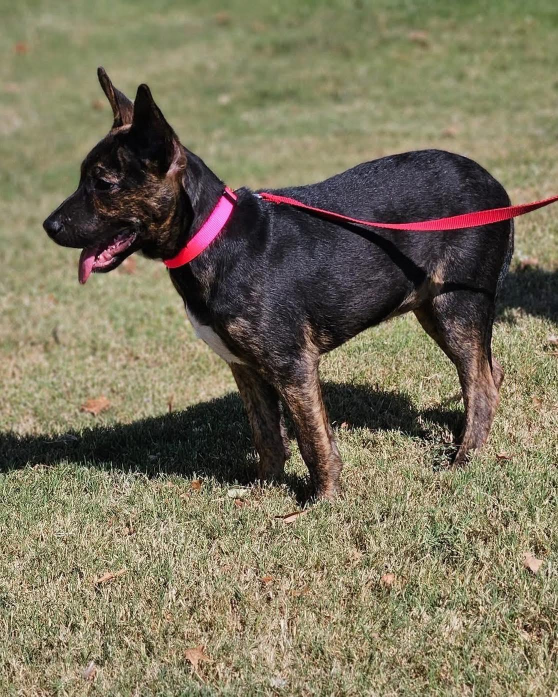 Sosie, a Adoptable mixed breed in Broken Arrow, OK image 4/5