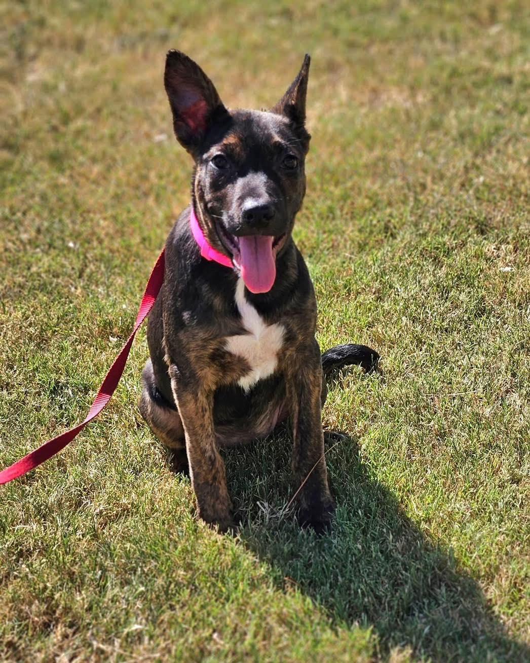 Sosie, a Adoptable mixed breed in Broken Arrow, OK image 5/5