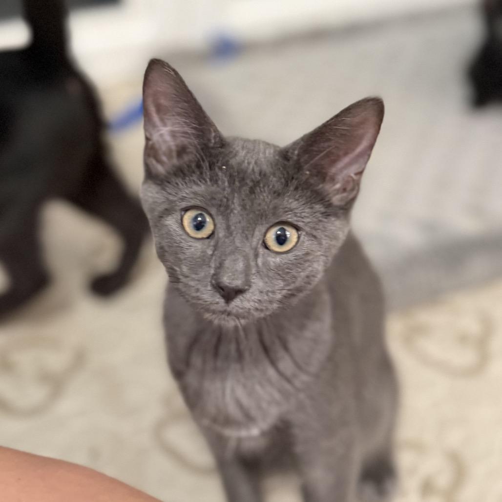 Addy, Adoptable, Kitten Female Domestic Short Hair.