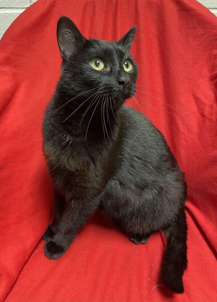 Enlarge Arlo, a Adopted Domestic Short Hair in Jackson, MI image 5/6