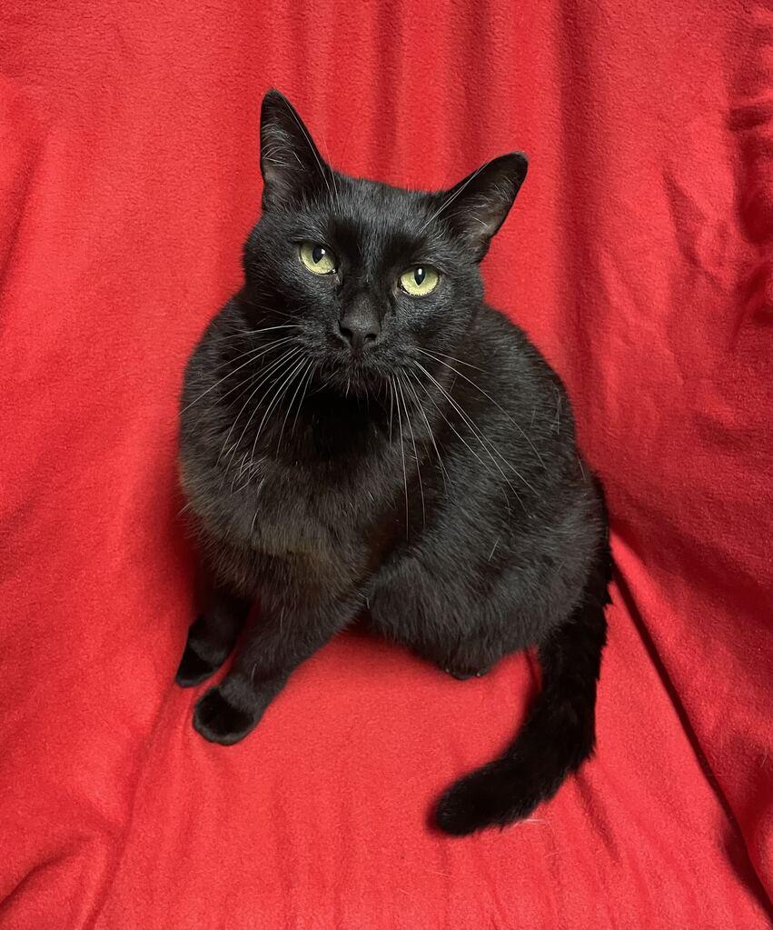 Enlarge Arlo, a Adopted Domestic Short Hair in Jackson, MI image 4/6