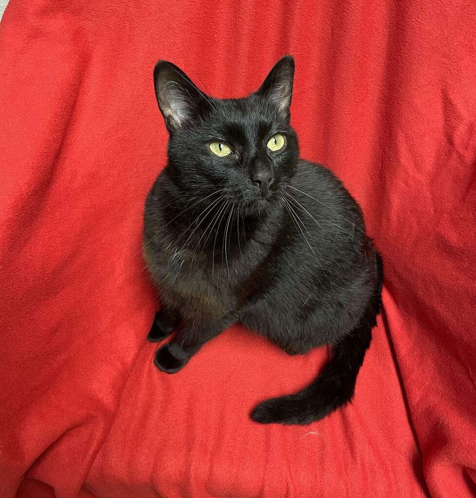 Enlarge Arlo, a Adopted Domestic Short Hair in Jackson, MI image 3/6