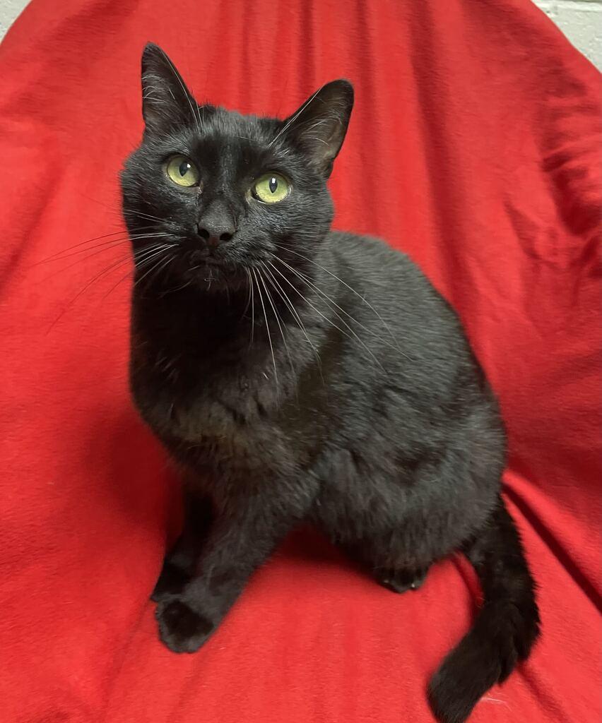 Enlarge Arlo, a Adopted Domestic Short Hair in Jackson, MI image 1/6