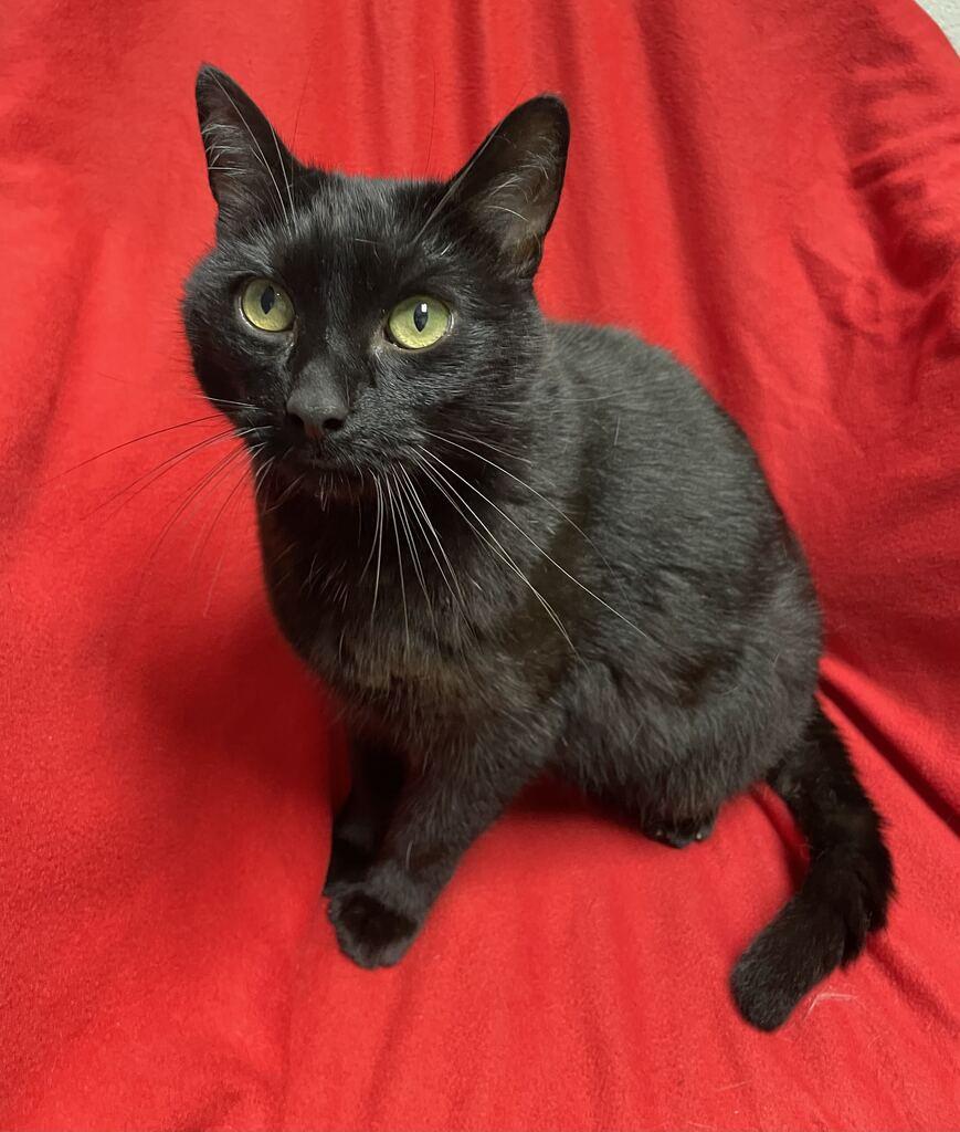 Enlarge Arlo, a Adopted Domestic Short Hair in Jackson, MI image 2/6