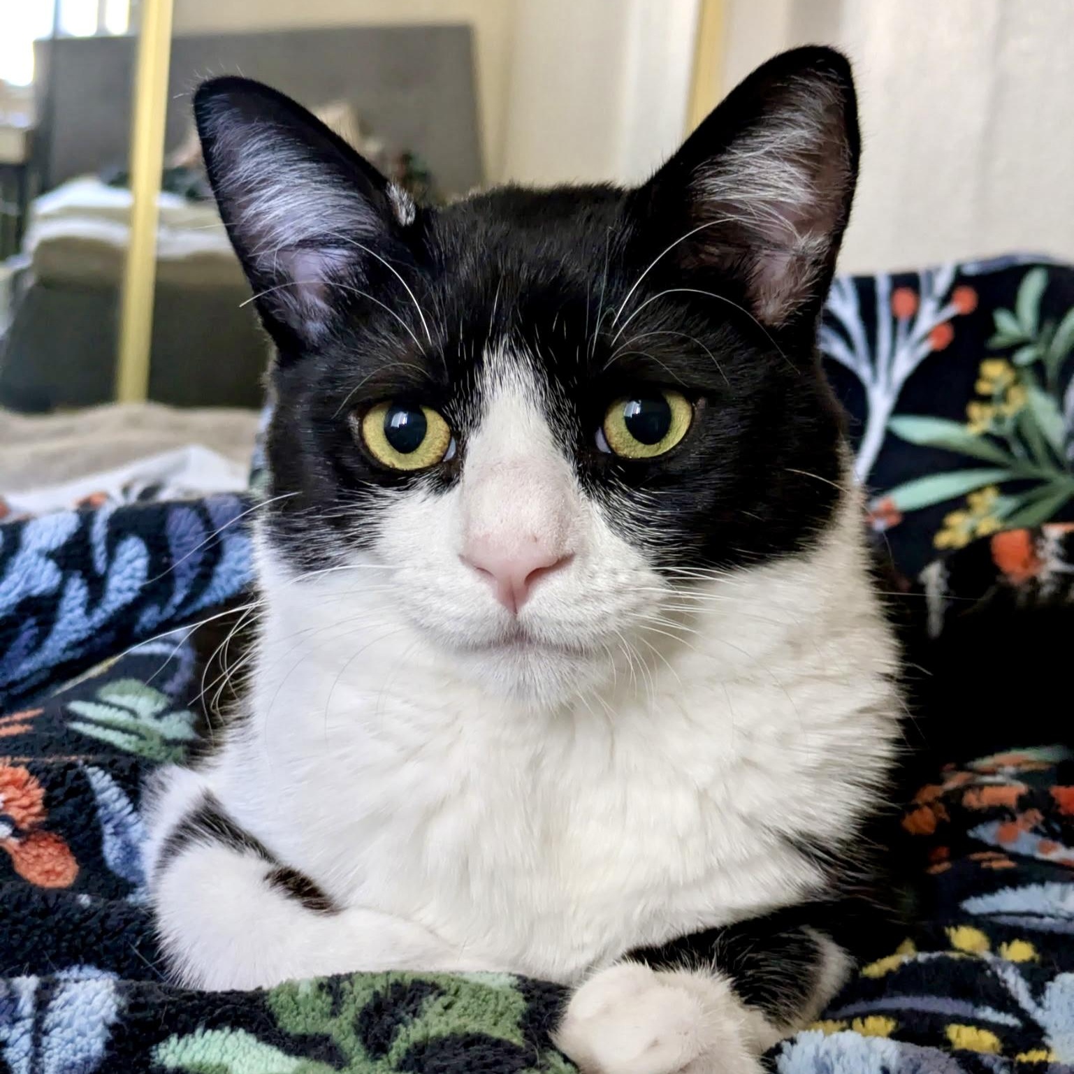 Parker, Young Male Tuxedo