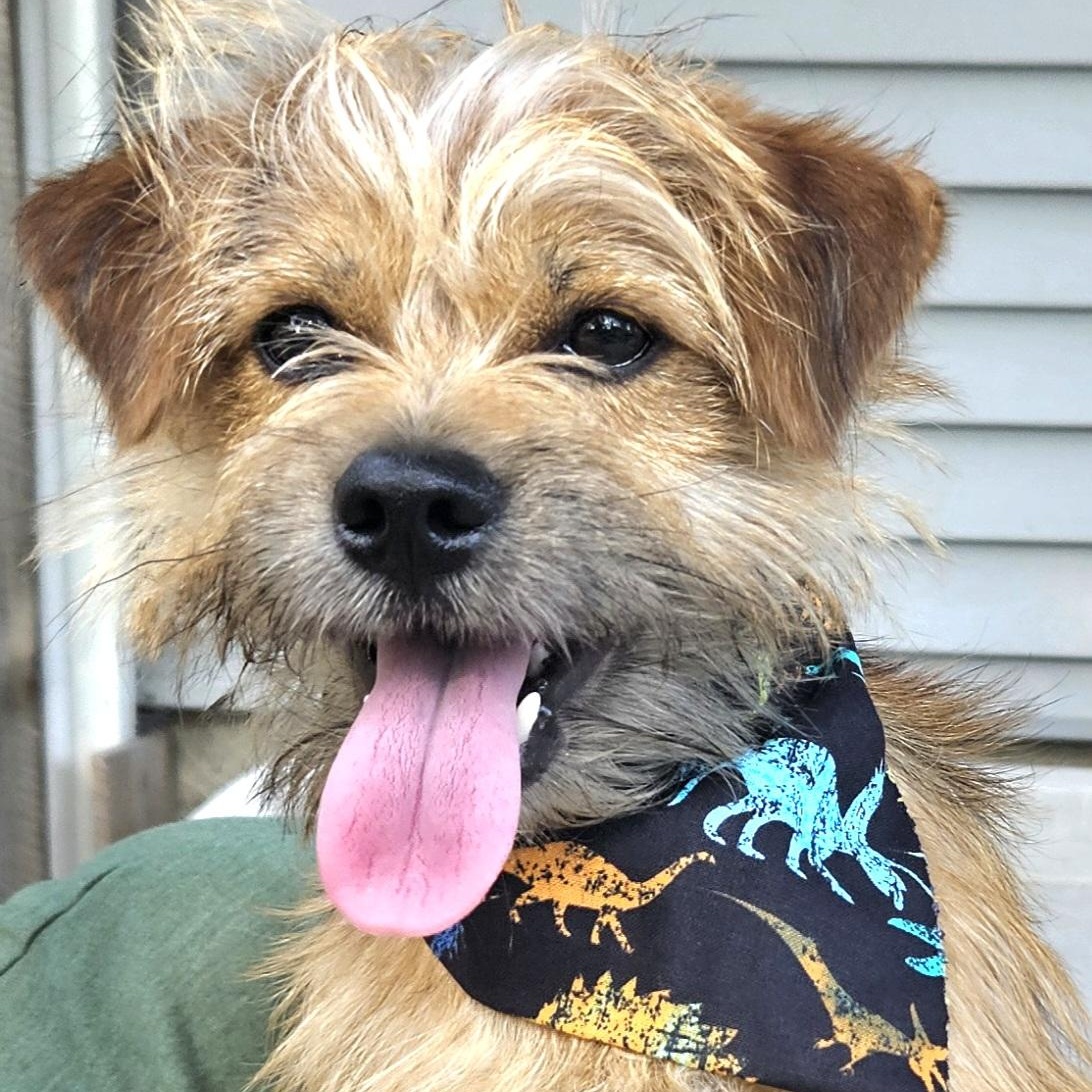 Teddy photo 1