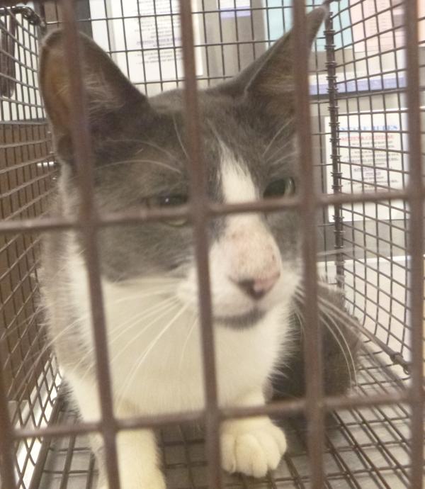 Skye, Adoptable, Adult Female Domestic Short Hair.