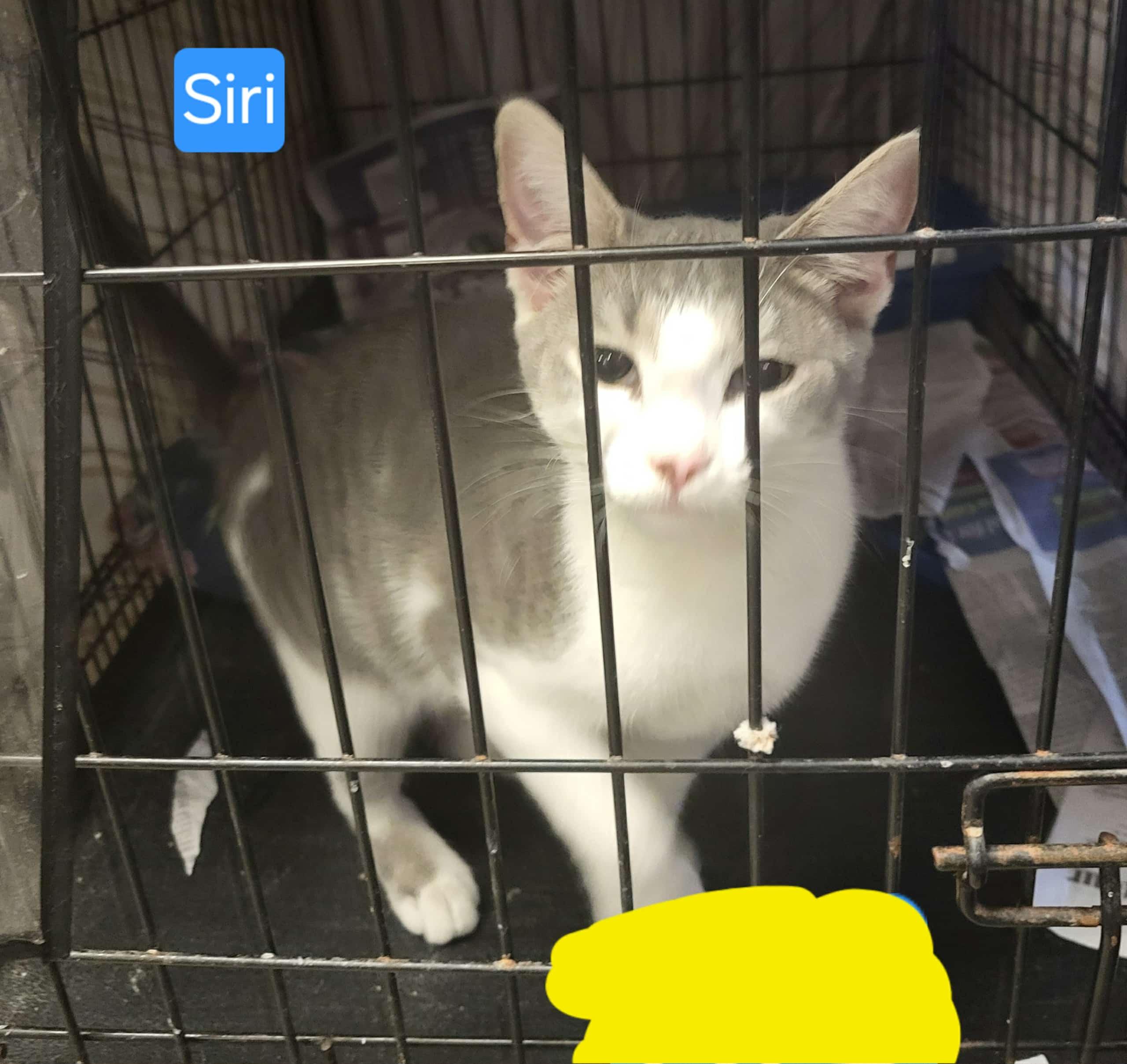 Siri