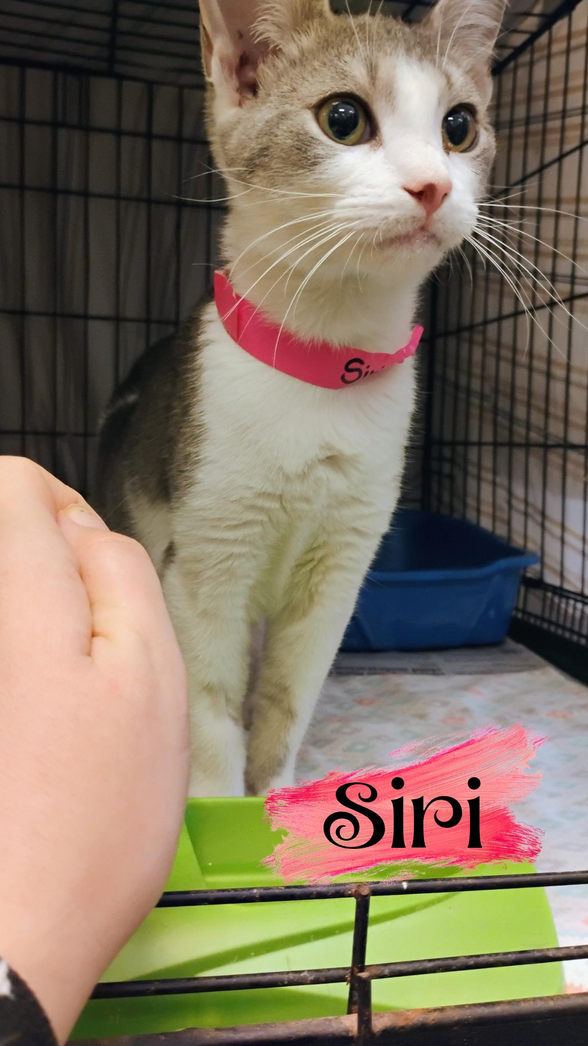Siri
