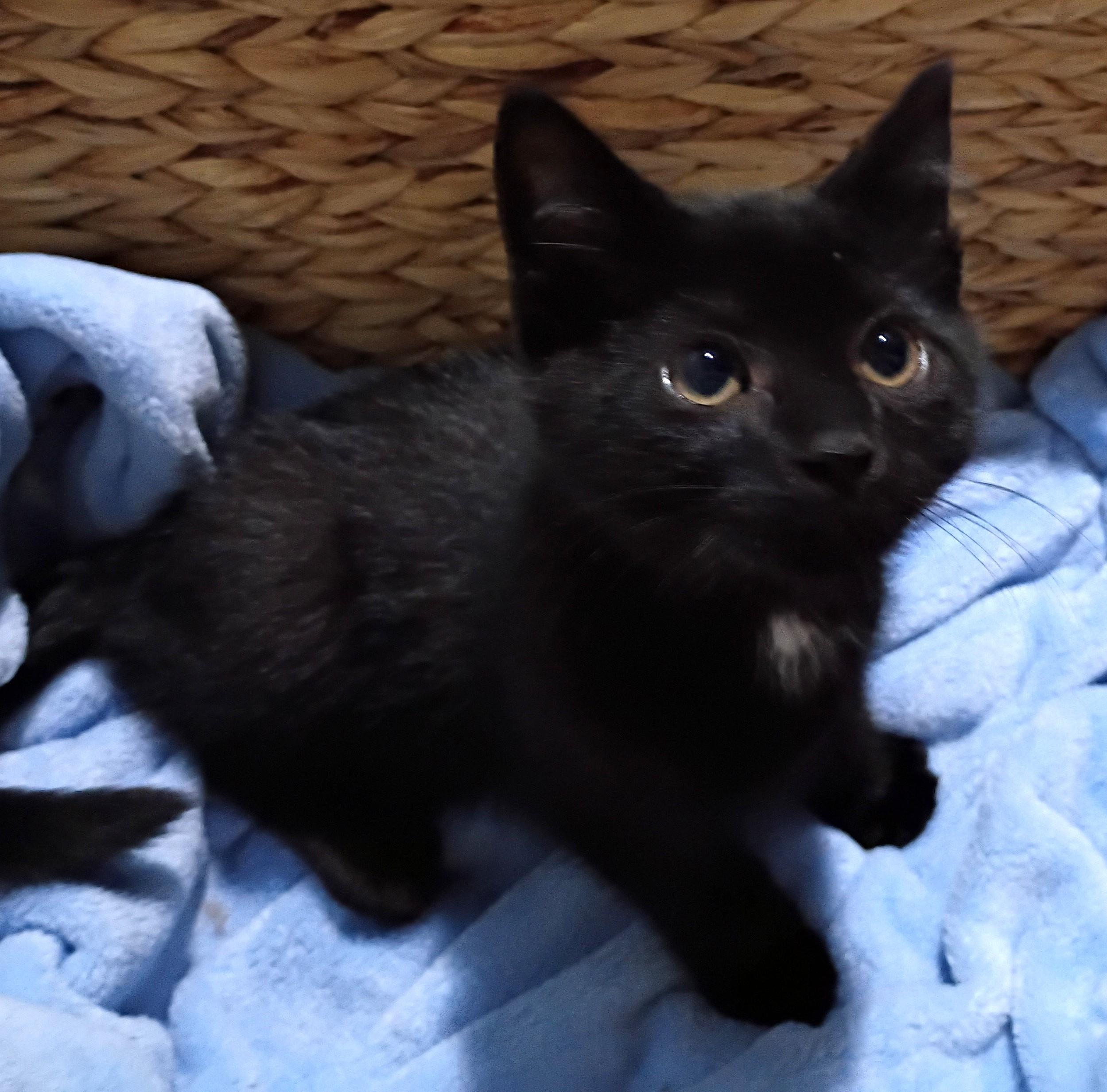 Turtle, an adopted mixed breed in Germansville, PA image 4/5