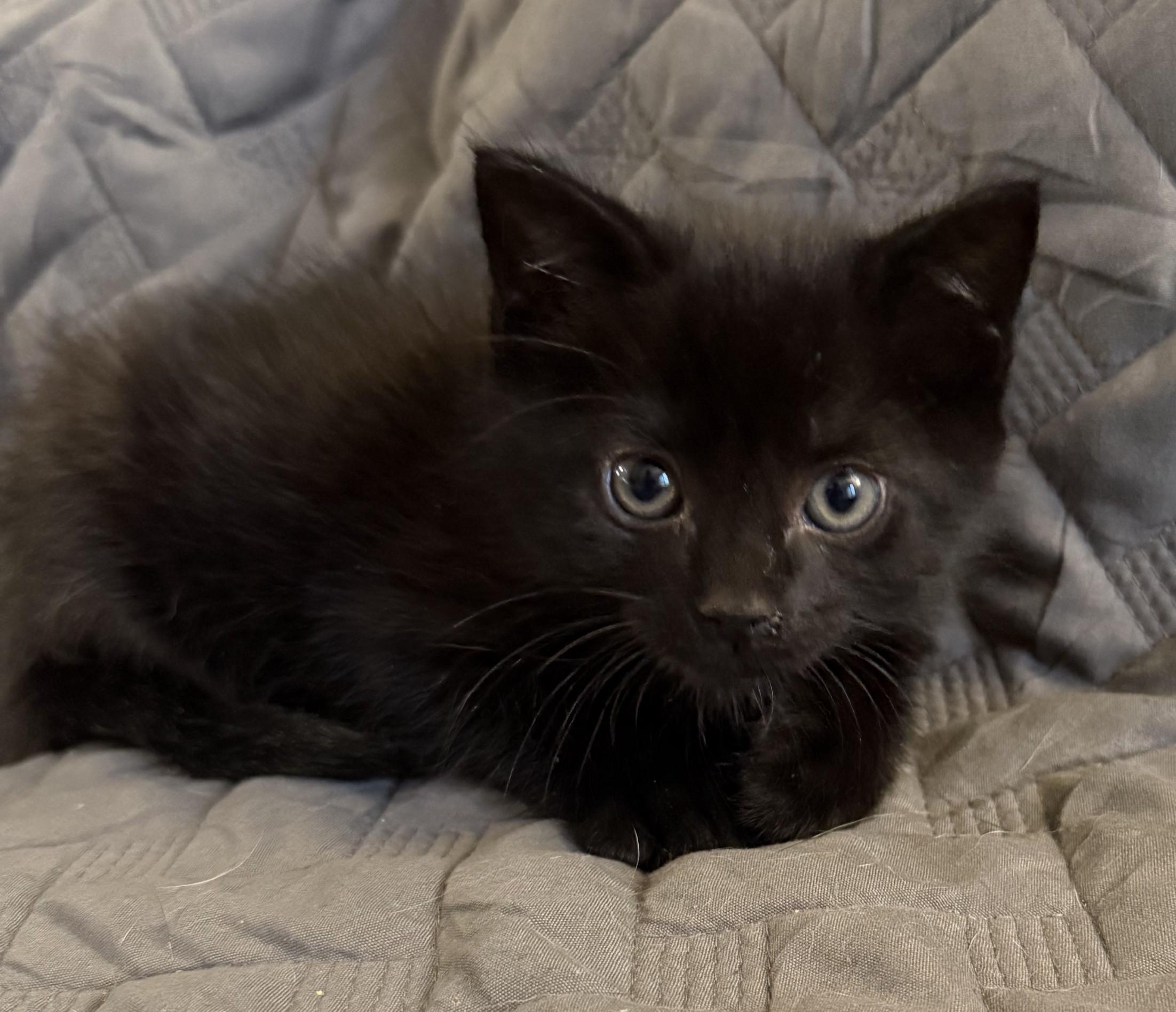 Turtle, adopted, Young Male Domestic Short Hair.