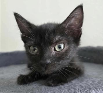 Sally, ADOPTABLE, Kitten Female Domestic Short Hair.