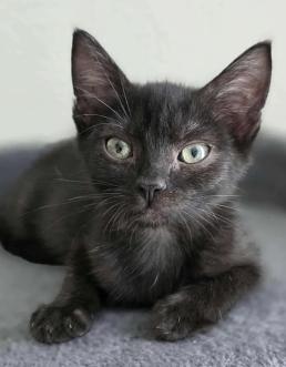 Sally, an adopted mixed breed image 2/4