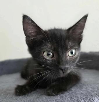 Sally, an adopted mixed breed image 3/4