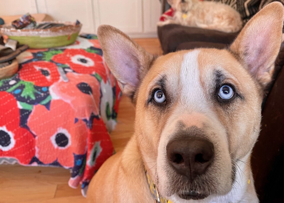 Koda, Adoptable, Adult Male Akita.