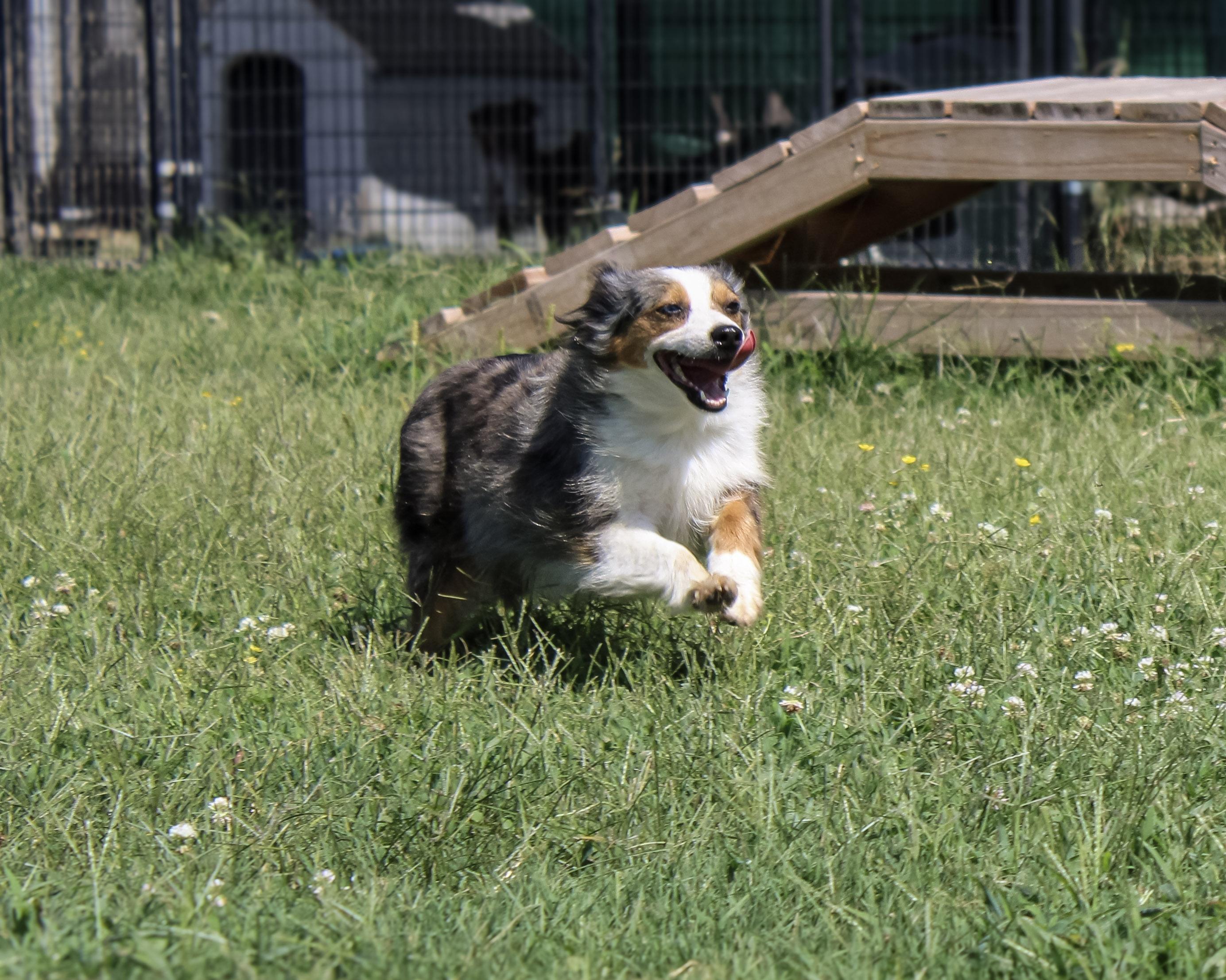 Maggie, a ADOPTABLE Australian Shepherd in Neosho, MO image 1/3