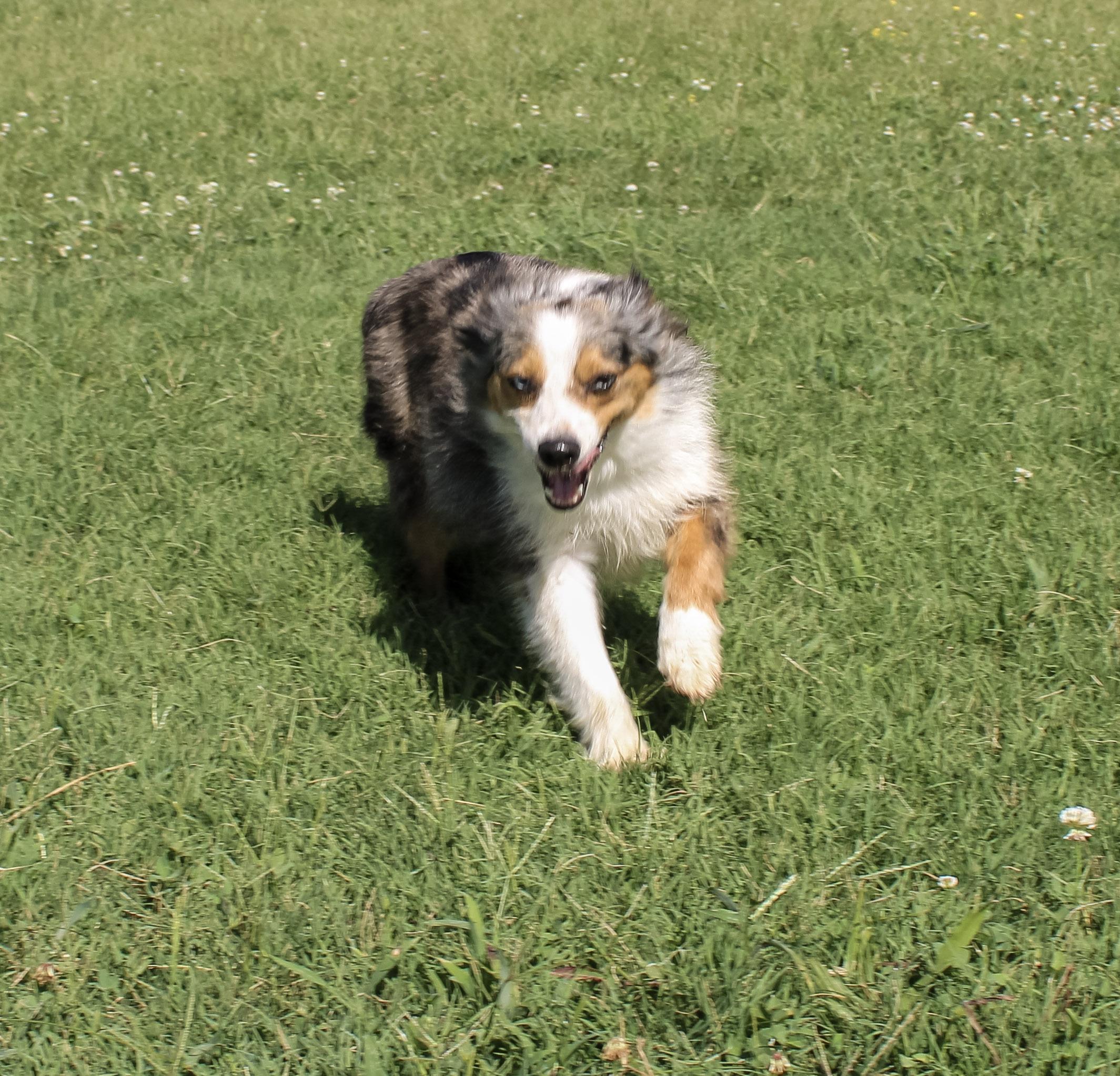 Maggie, a ADOPTABLE Australian Shepherd in Neosho, MO image 3/3