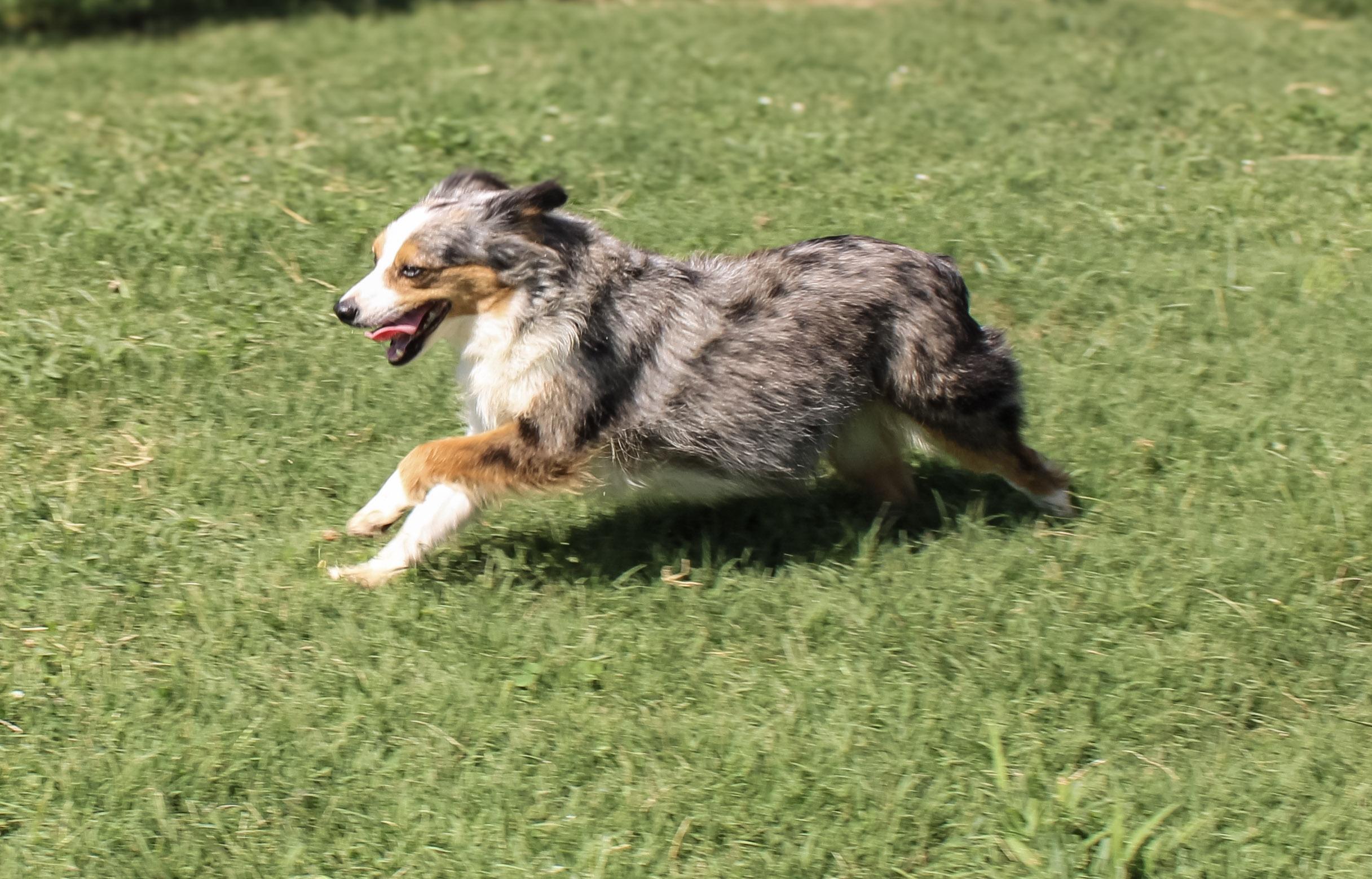 Maggie, a ADOPTABLE Australian Shepherd in Neosho, MO image 2/3