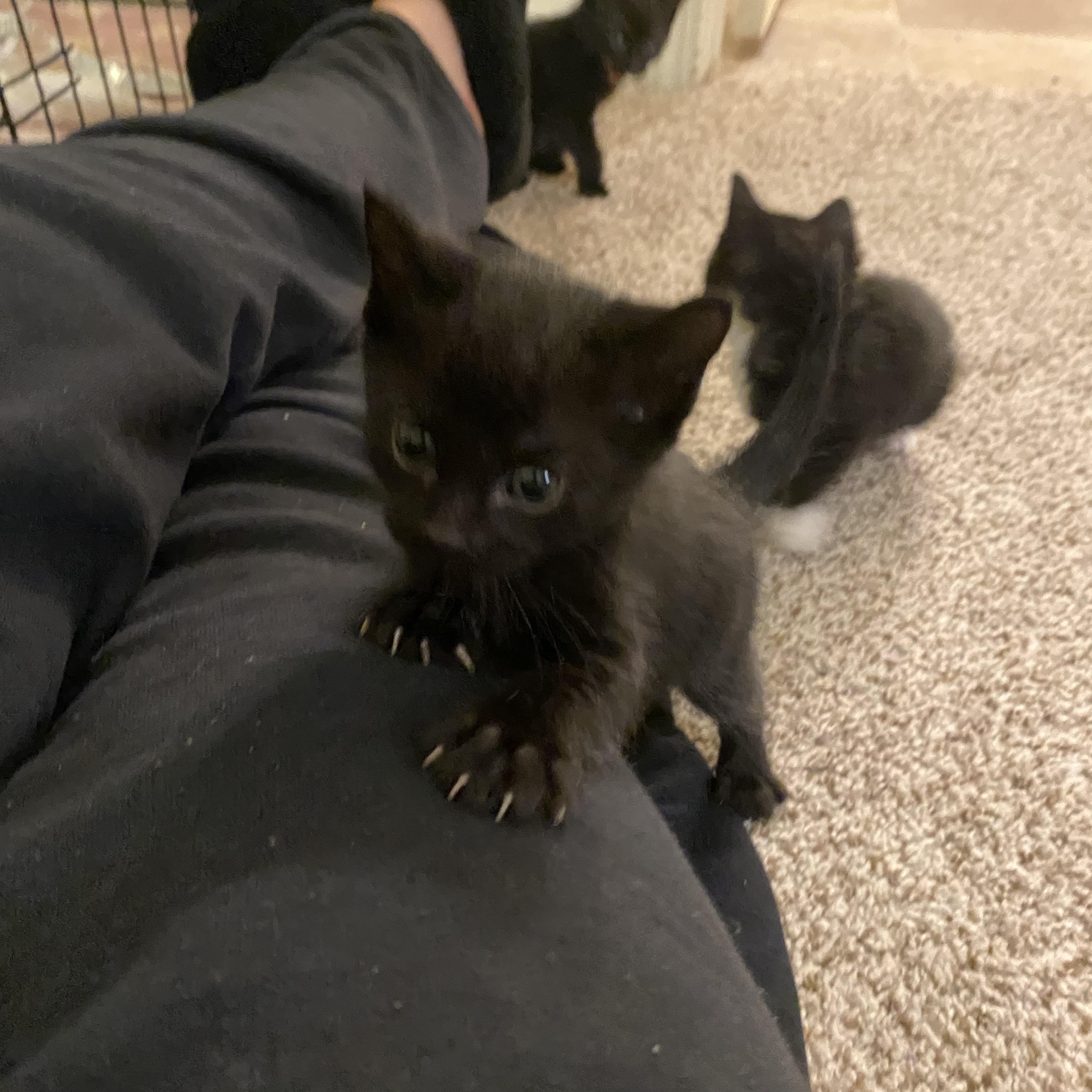 Shrimp, a ADOPTABLE Domestic Short Hair in Penryn, CA image 1/3
