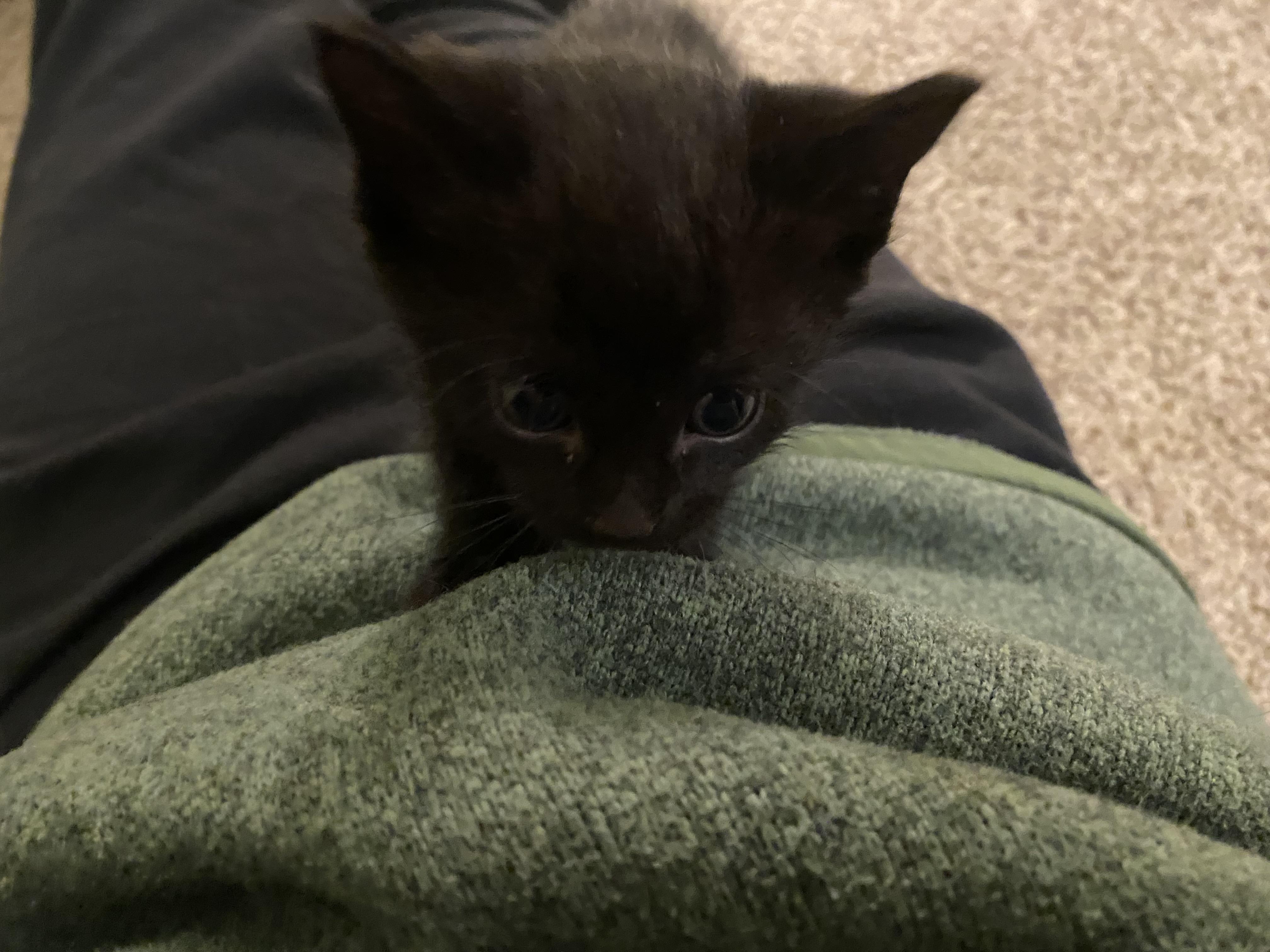Shrimp, a ADOPTABLE Domestic Short Hair in Penryn, CA image 3/3