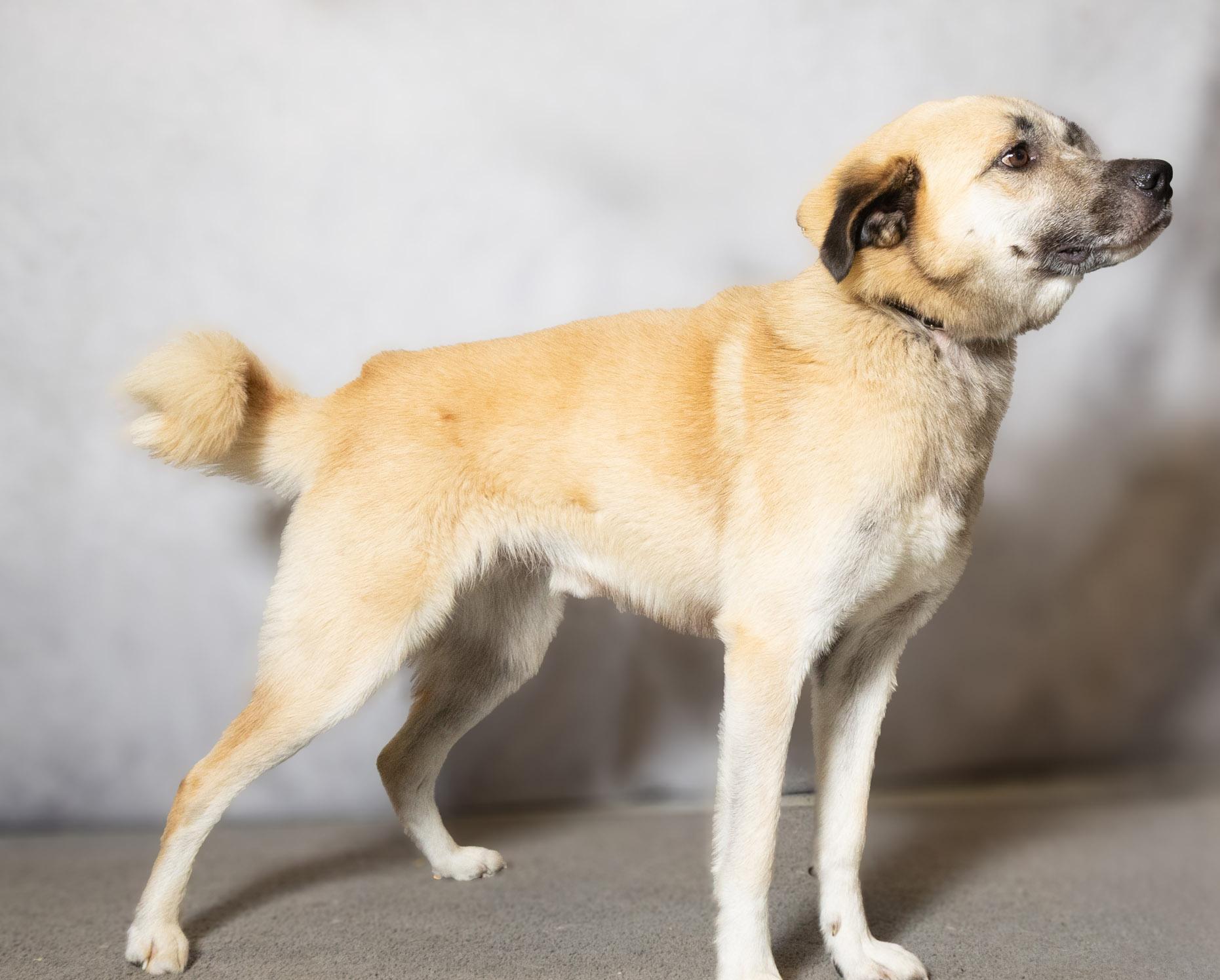 Enlarge Jasper, a ADOPTABLE mixed breed in Lebanon, TN image 3/6