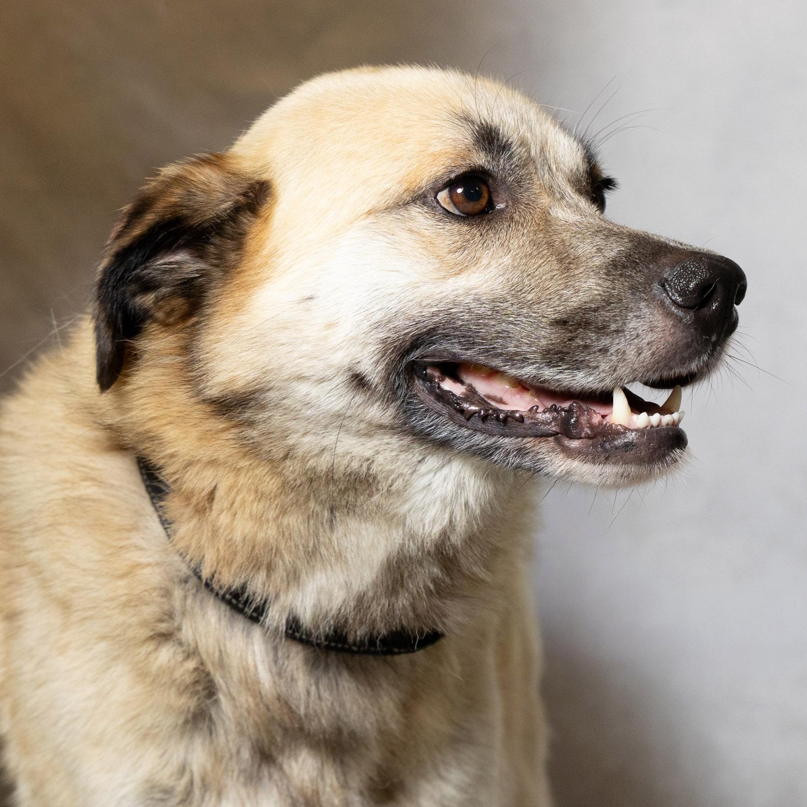 Enlarge Jasper, a ADOPTABLE mixed breed in Lebanon, TN image 4/6