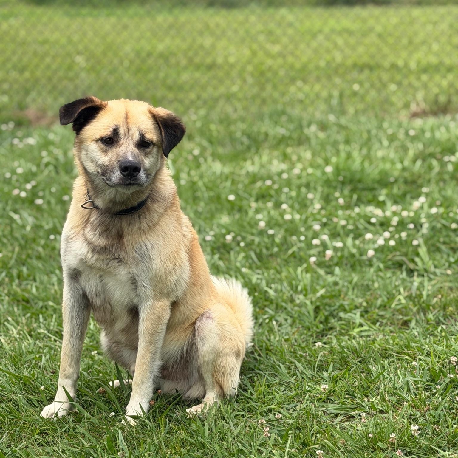 Enlarge Jasper, a ADOPTABLE mixed breed in Lebanon, TN image 5/6