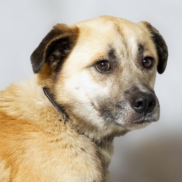 Enlarge Jasper, a ADOPTABLE mixed breed in Lebanon, TN image 1/6