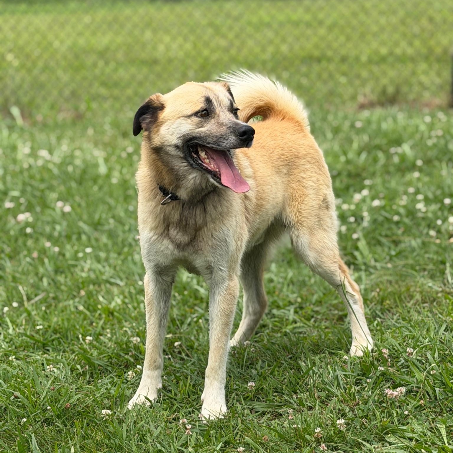 Enlarge Jasper, a ADOPTABLE mixed breed in Lebanon, TN image 2/6