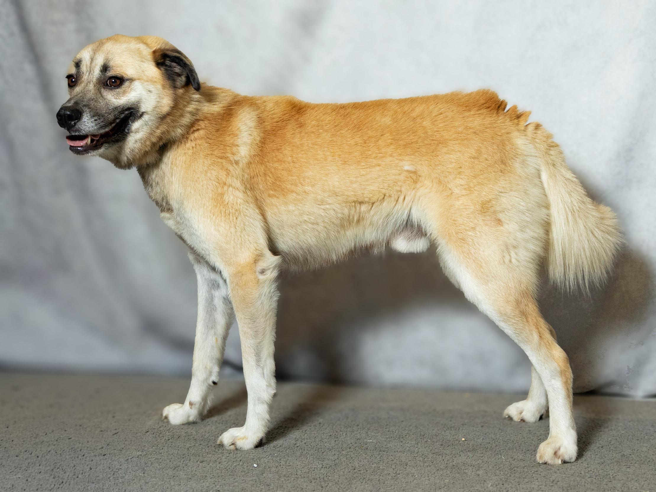 Enlarge Jasper, a ADOPTABLE mixed breed in Lebanon, TN image 6/6