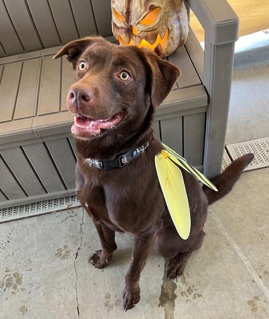 Enlarge Maybelle, an adoptable mixed breed in Phoenix, OR image 2/8