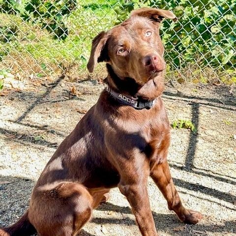 Enlarge Maybelle, an adoptable mixed breed in Phoenix, OR image 1/8