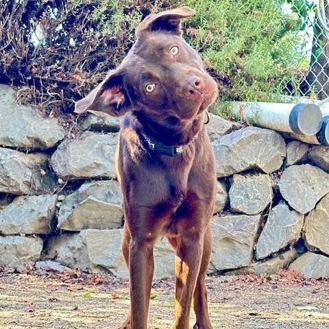 Enlarge Maybelle, an adoptable mixed breed in Phoenix, OR image 8/8