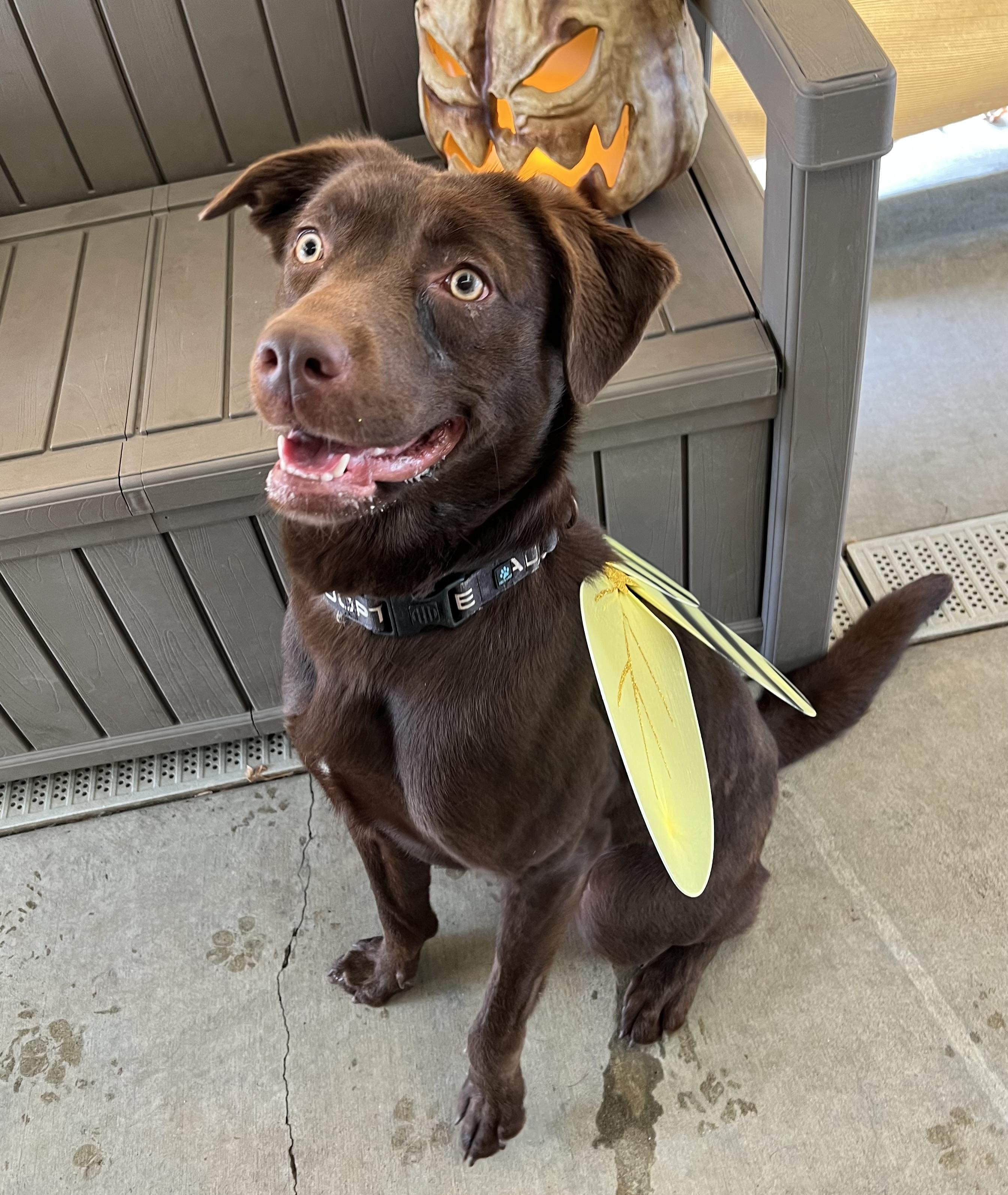 Enlarge Maybelle, an adoptable mixed breed in Phoenix, OR image 4/8
