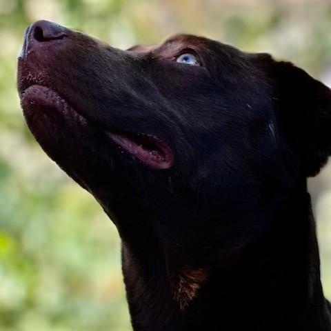 Enlarge Maybelle, an adoptable mixed breed in Phoenix, OR image 6/8