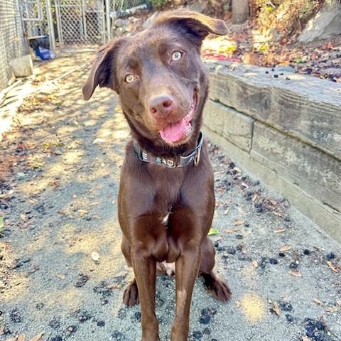 Enlarge Maybelle, an adoptable mixed breed in Phoenix, OR image 5/8