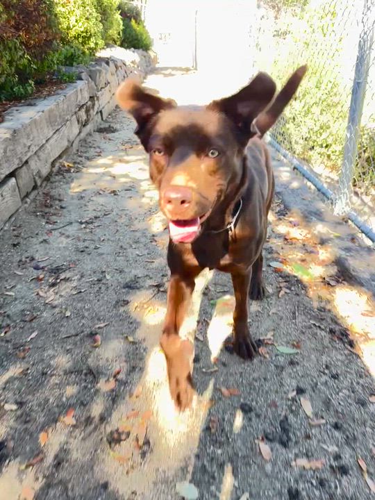 Enlarge Maybelle, an adoptable mixed breed in Phoenix, OR video 7/8