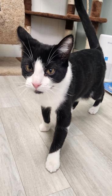 Enlarge Uno *, an adoptable Domestic Short Hair in Douglas, MI image 1/5