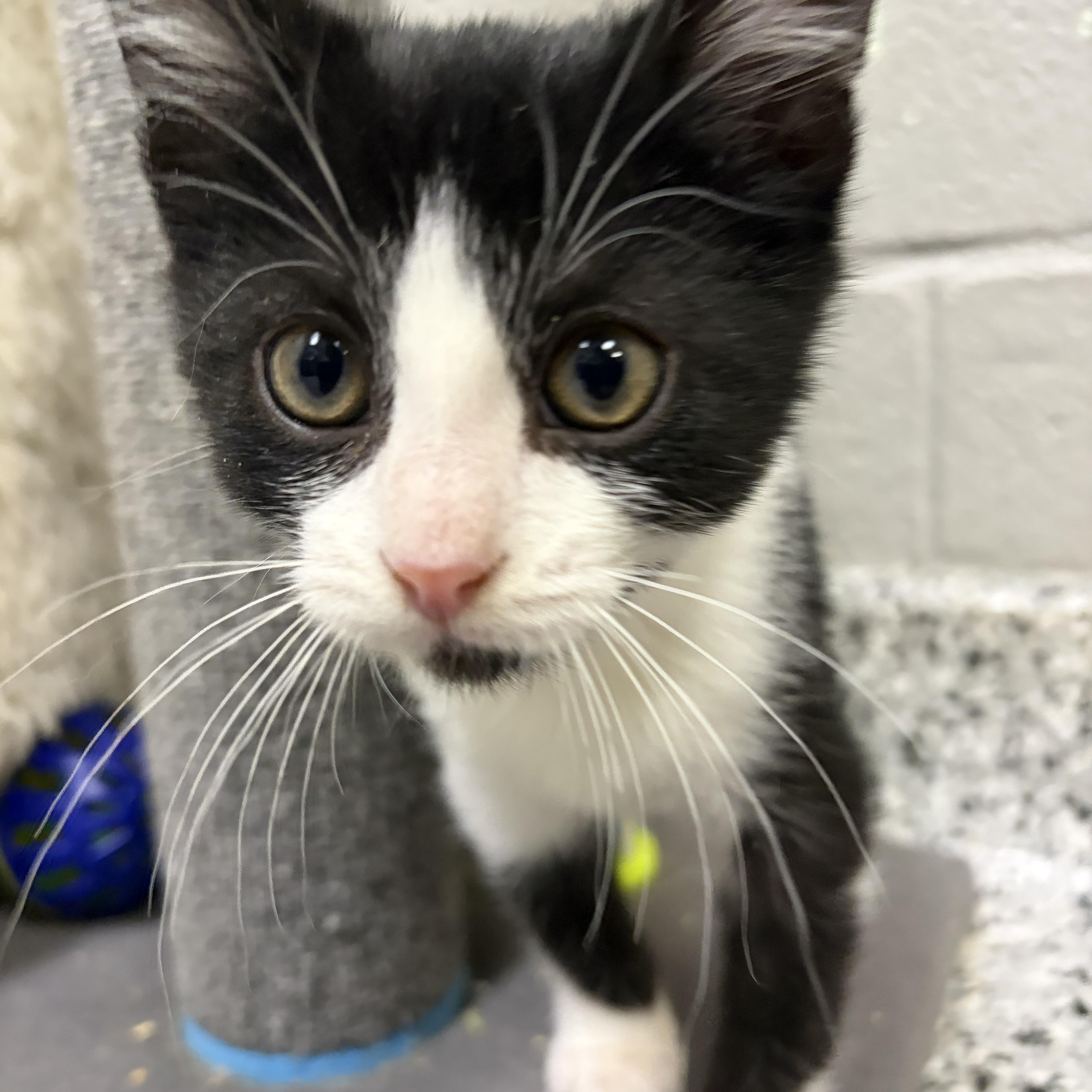 Enlarge Uno *, an adoptable Domestic Short Hair in Douglas, MI image 2/5