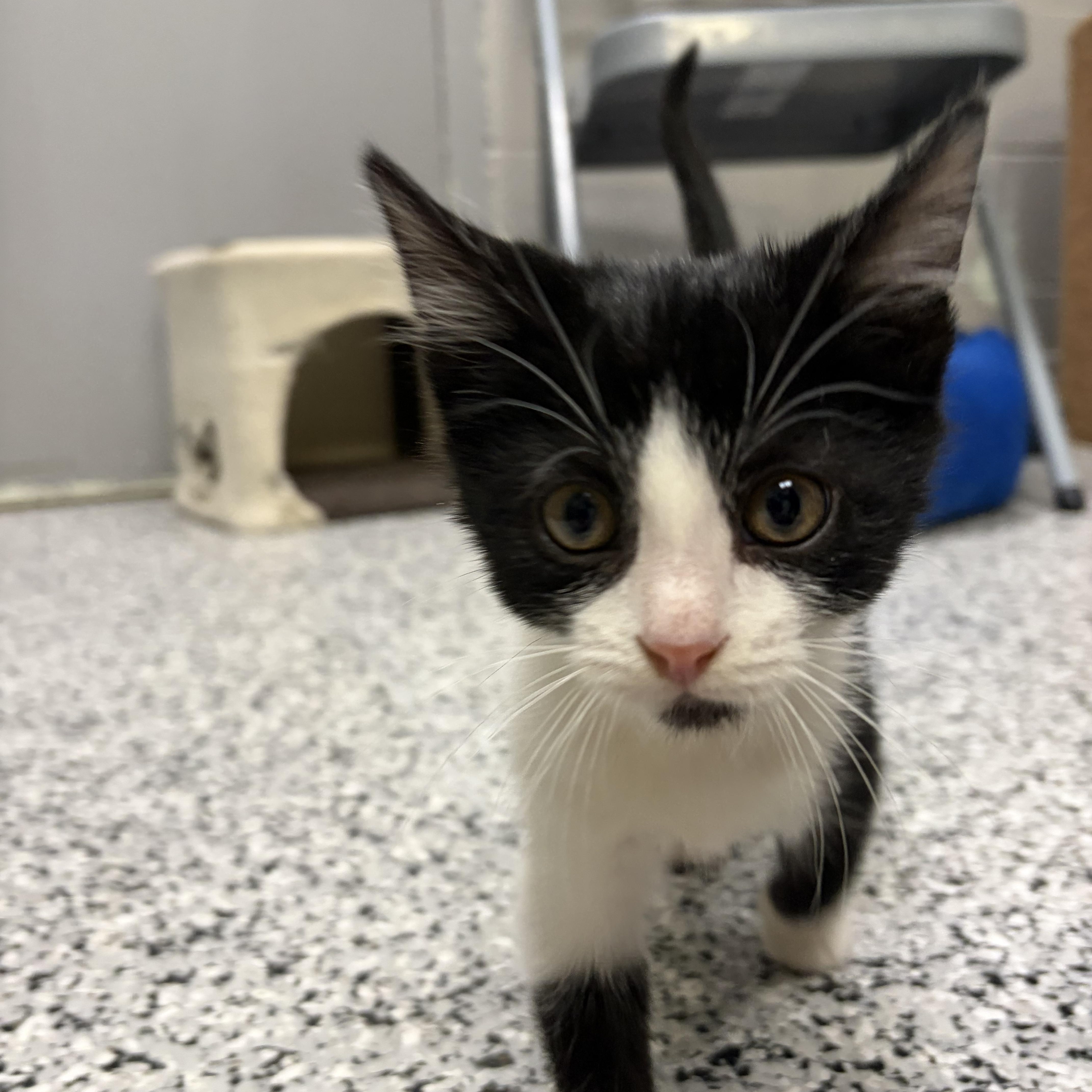 Enlarge Uno *, an adoptable Domestic Short Hair in Douglas, MI image 3/5