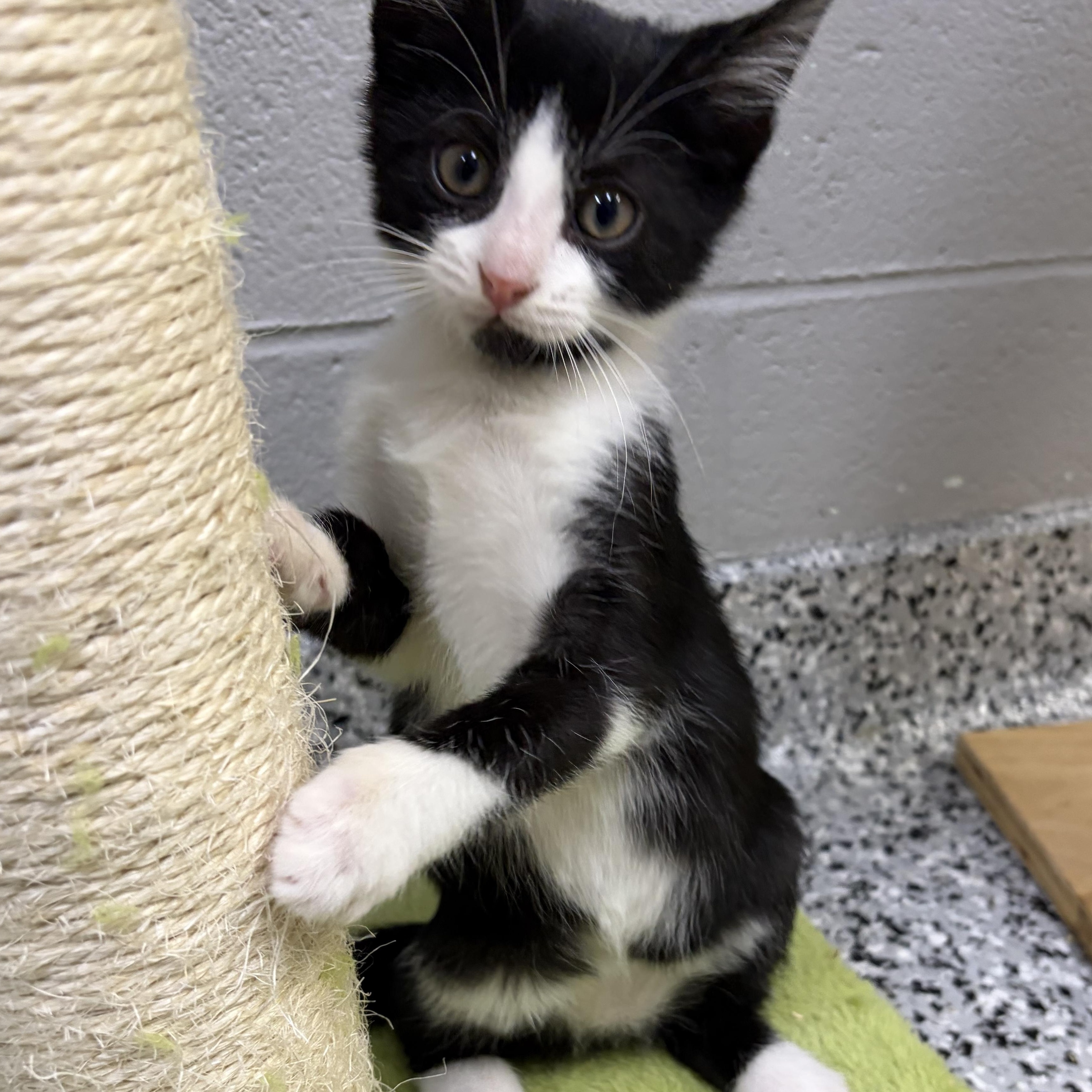 Enlarge Uno *, an adoptable Domestic Short Hair in Douglas, MI image 4/5